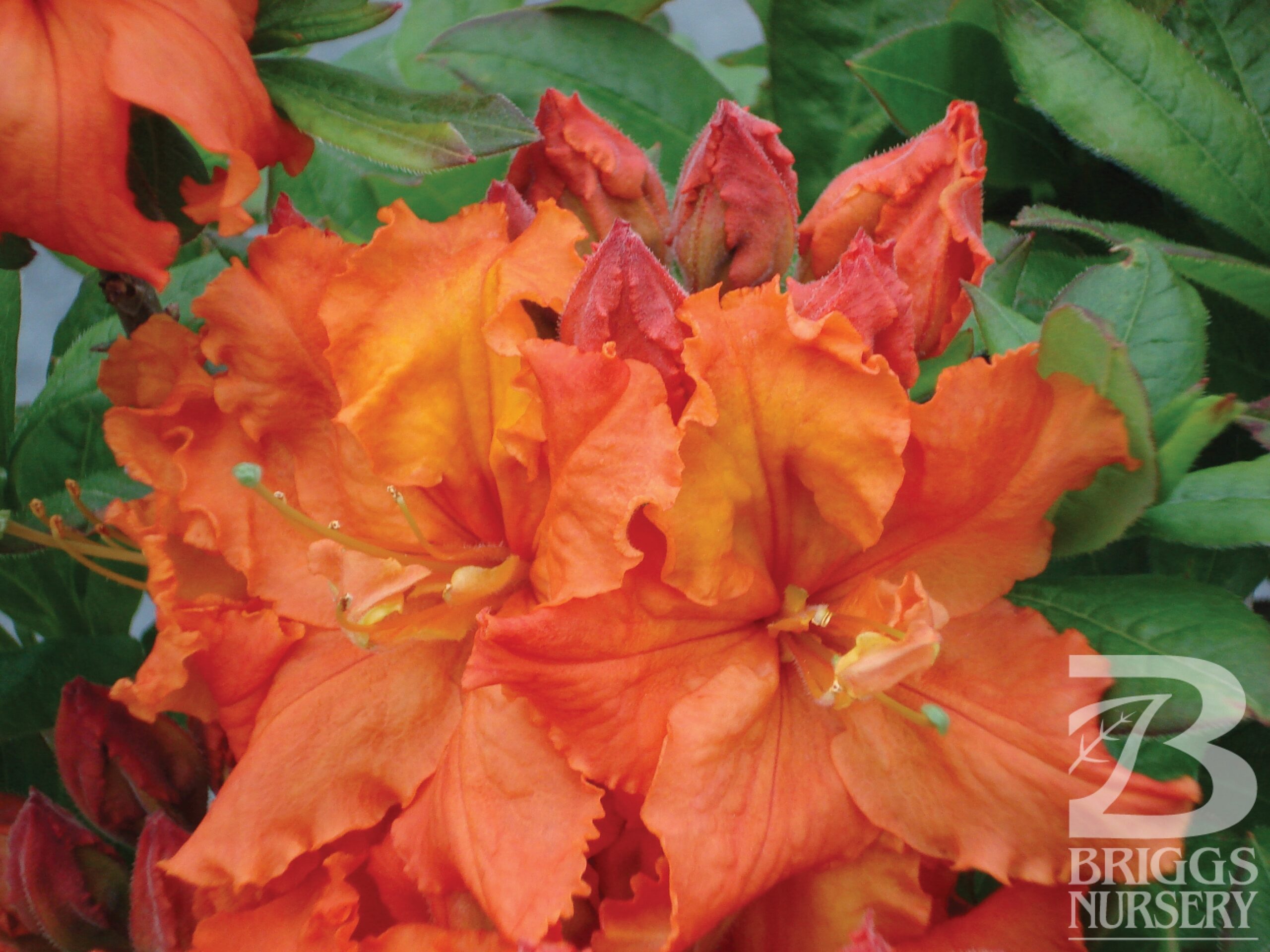 Azalea 'Gibraltar' | Briggs Nursery