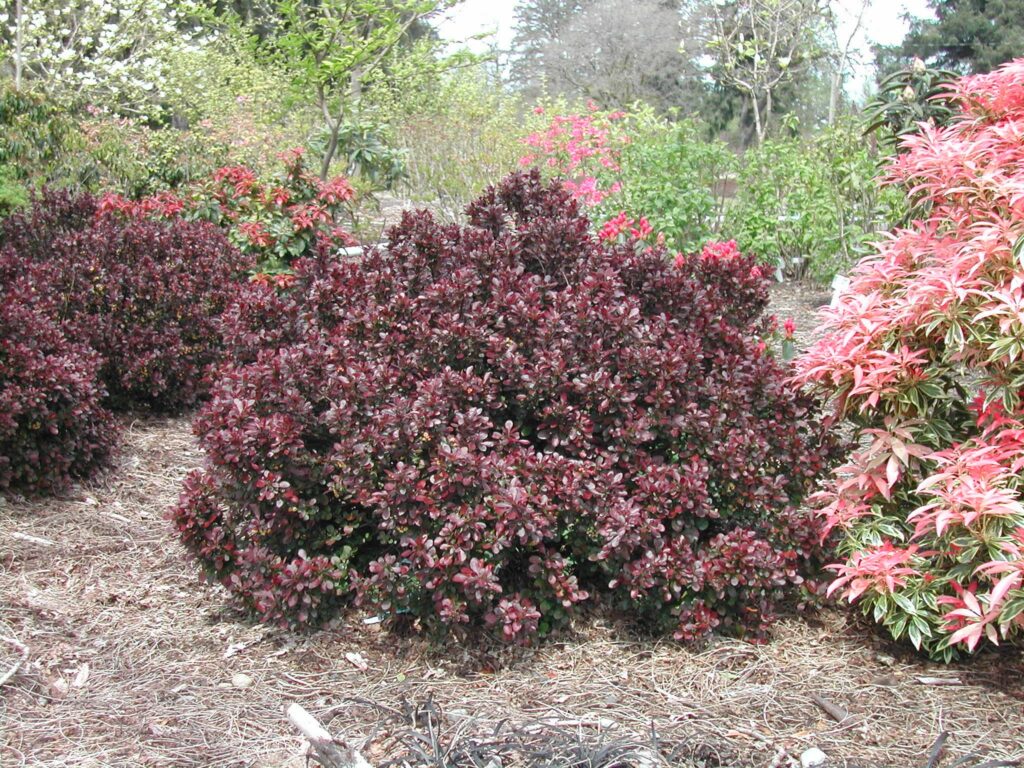 Berberis thumbergii ‘Crimson Pygmy’ | Briggs Nursery