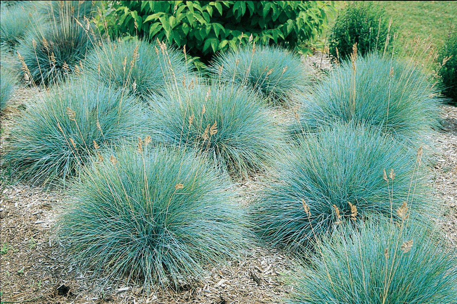 Grass Festuca Glauca Elijah Blue Briggs Nursery Grass Festuca Glauca Elijah Blue Briggs Nursery