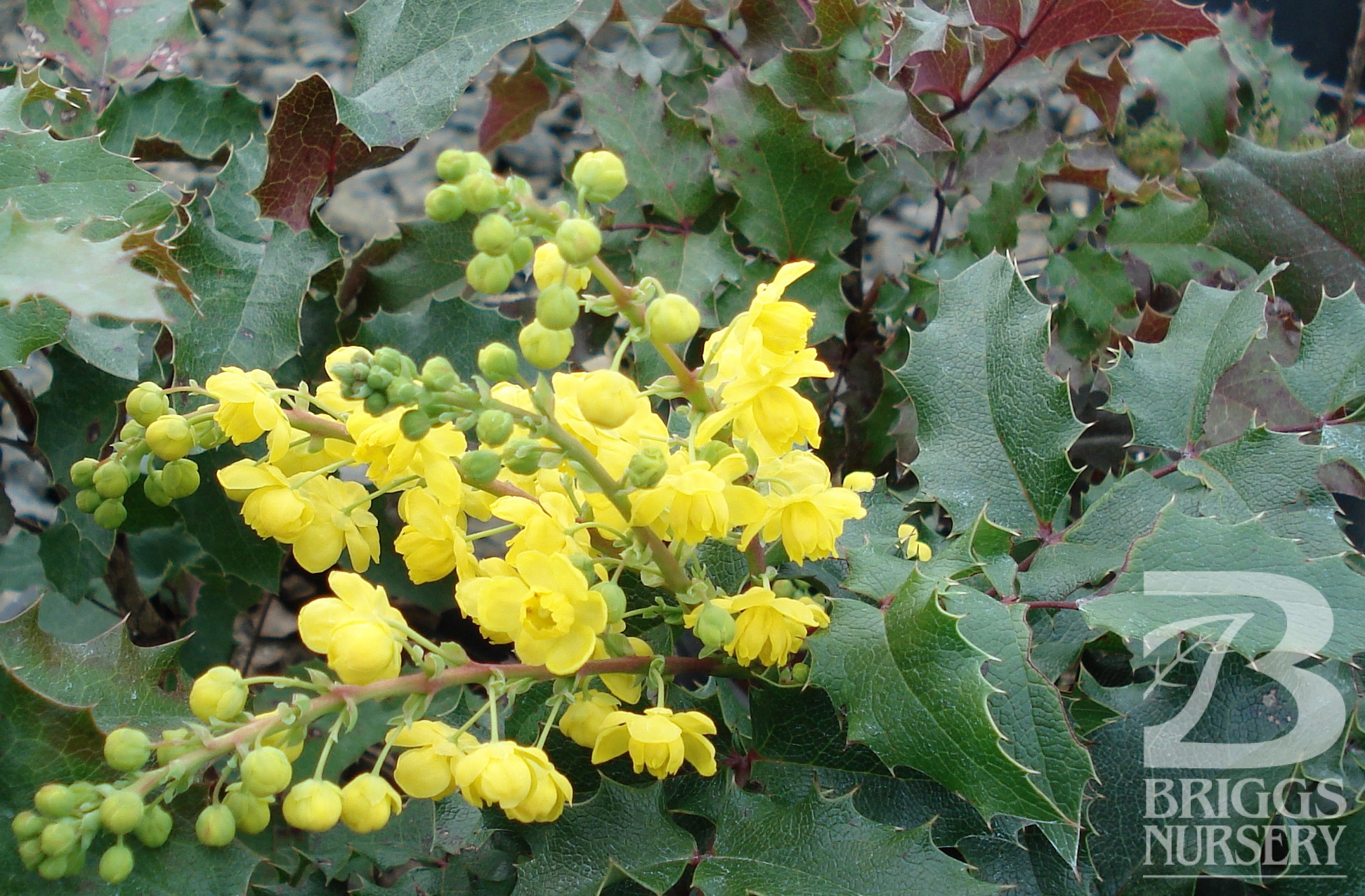 Mahonia Aquifolium Briggs Nursery