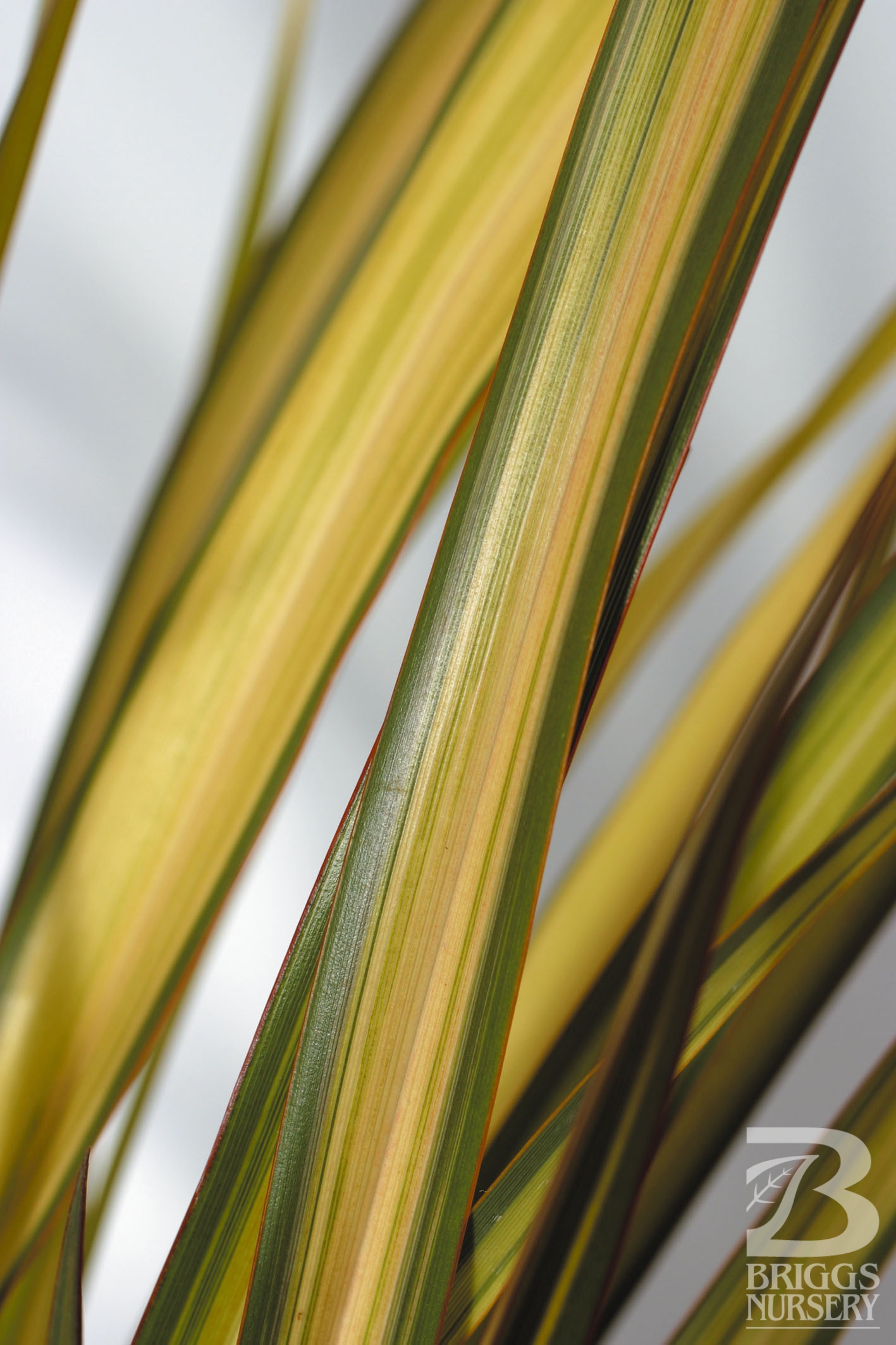 Phormium ‘Apricot Queen’ Briggs Nursery