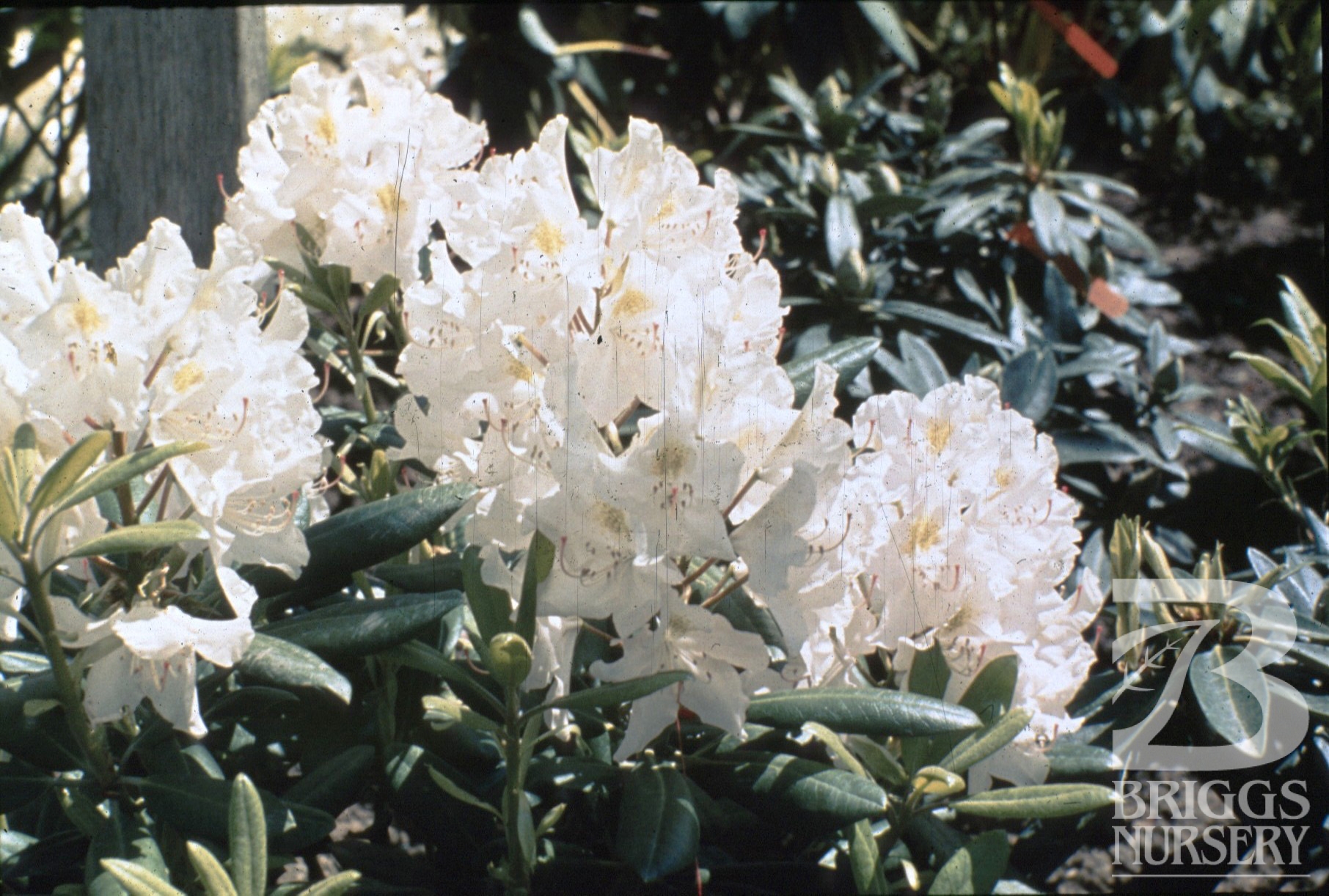 Rhododendron ‘Catawbiense Album’ | Briggs Nursery