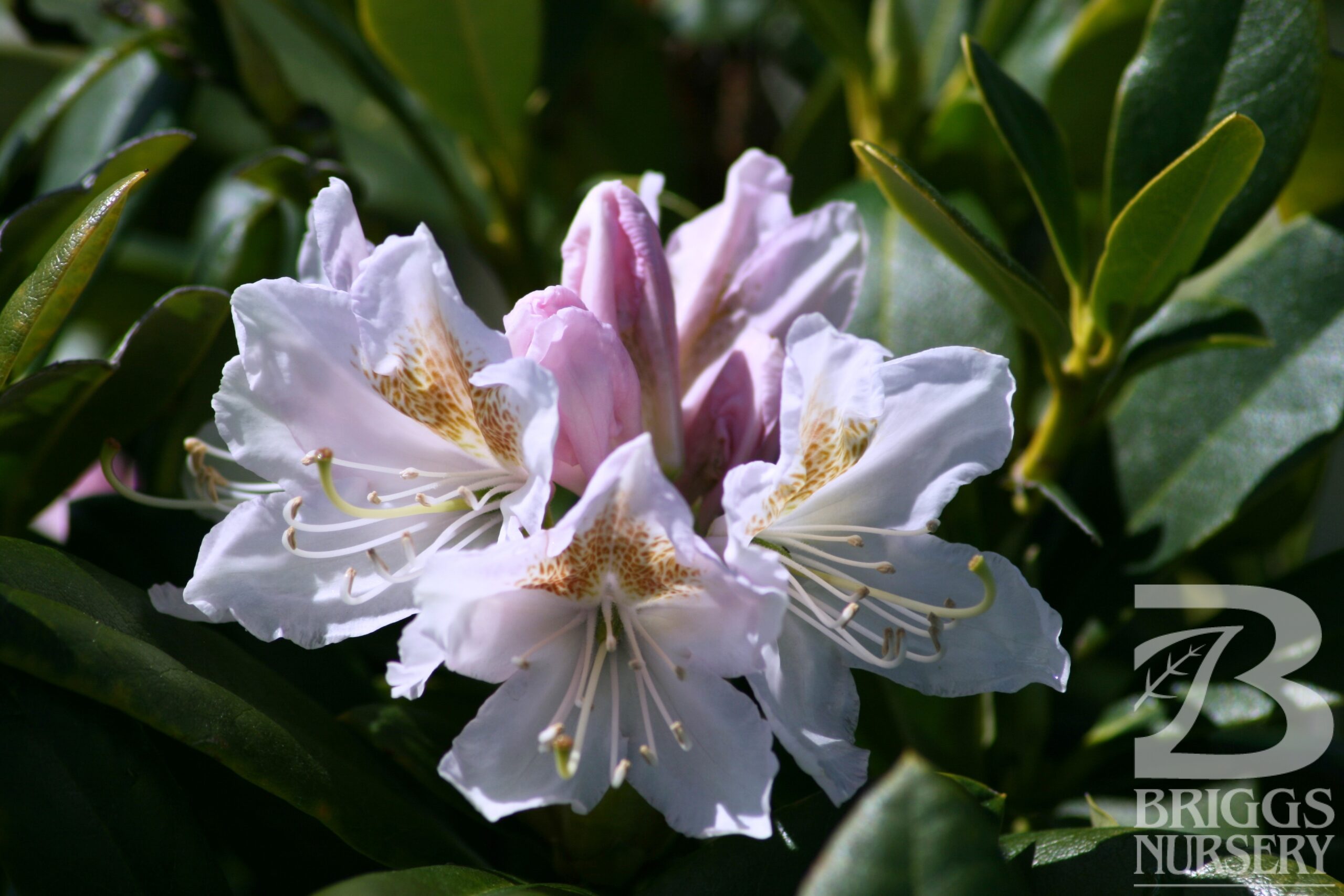 Rhododendron 'Cunningham's White' | Briggs Nursery
