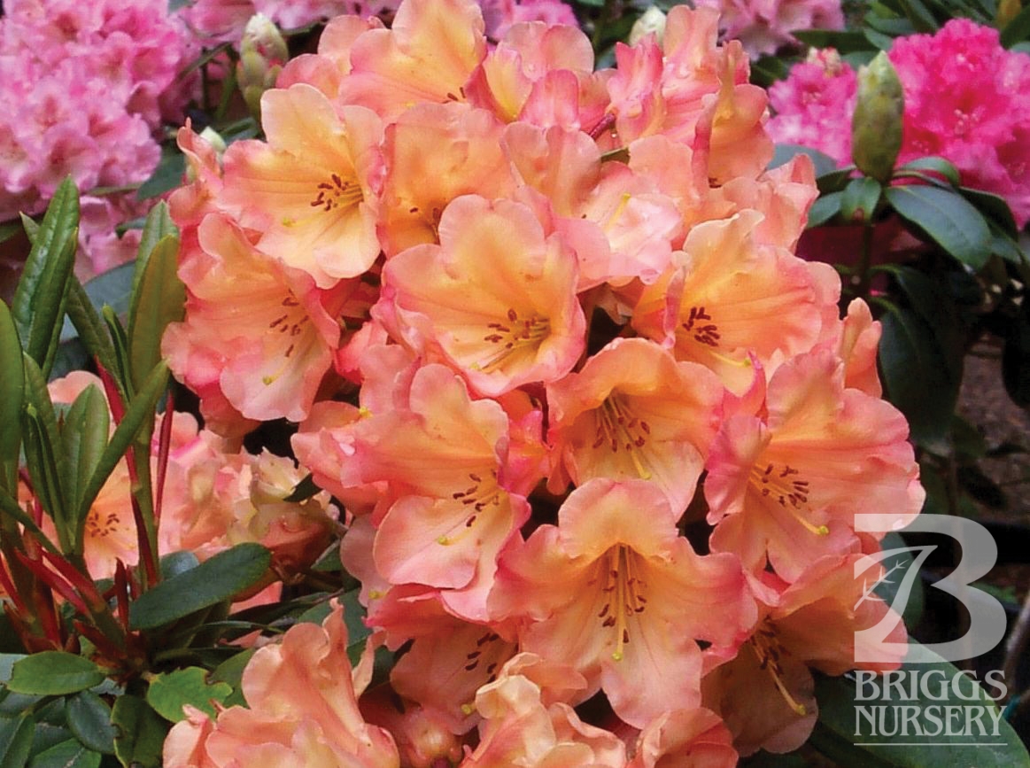 Rhododendron ‘Honey Butter’ Briggs Nursery