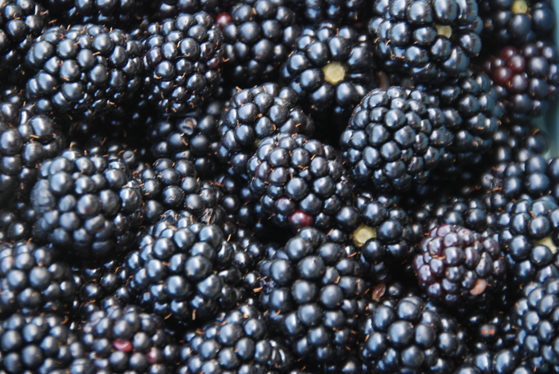 Rubus ‘Chester’ Thornless Briggs Nursery