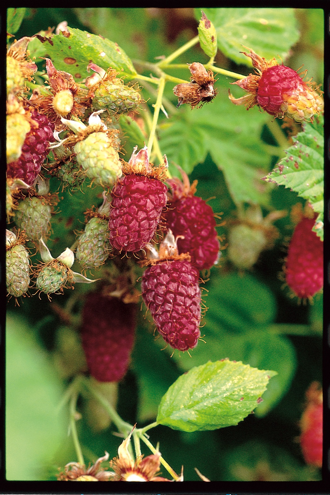 Rubus ‘Logan’ Briggs Nursery