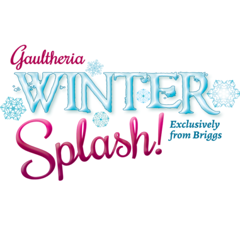 Winter Splash