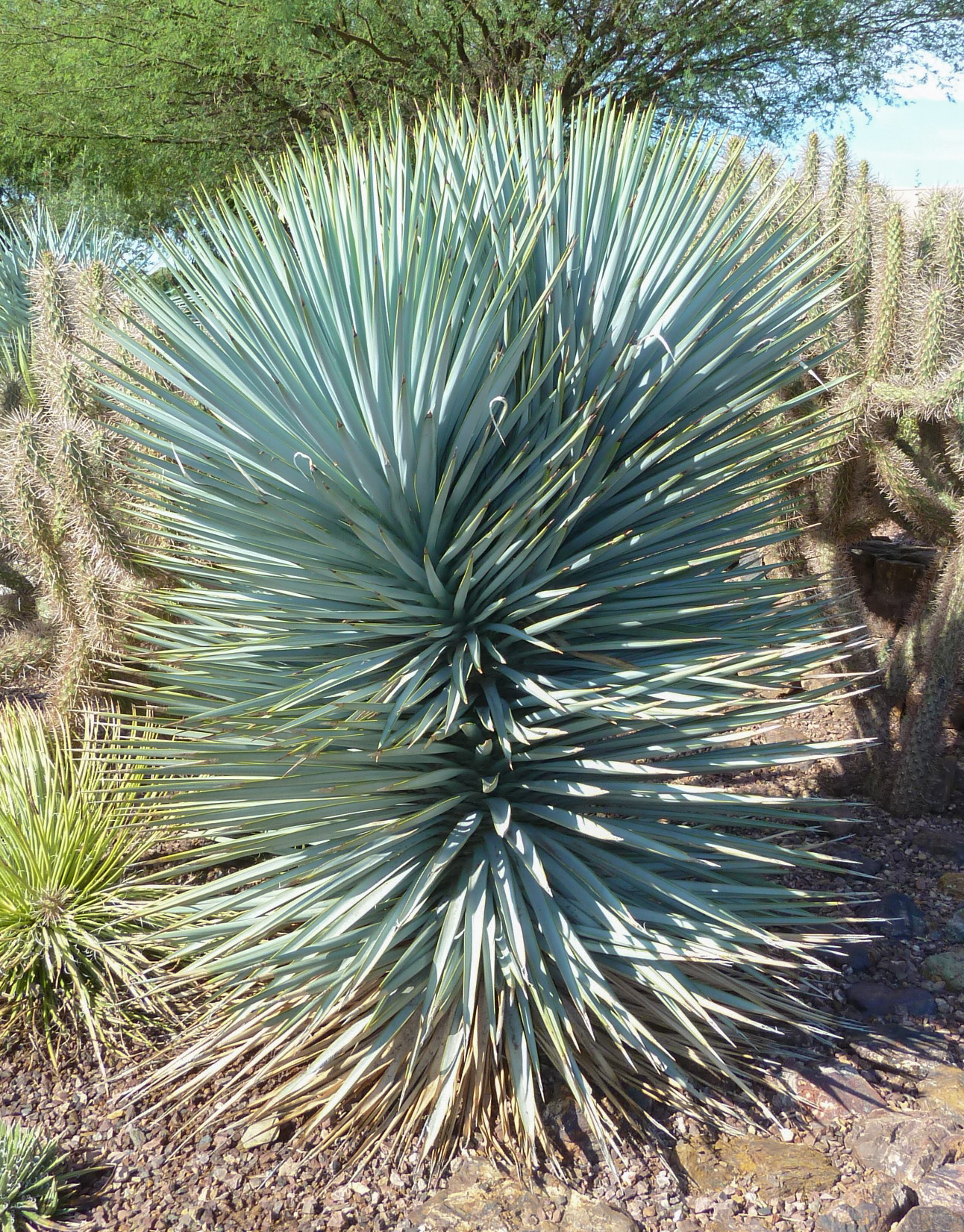 ユッカ・リギダ Blue Yucca Yucca rigida 'Blue Sentry' | Briggs Nursery