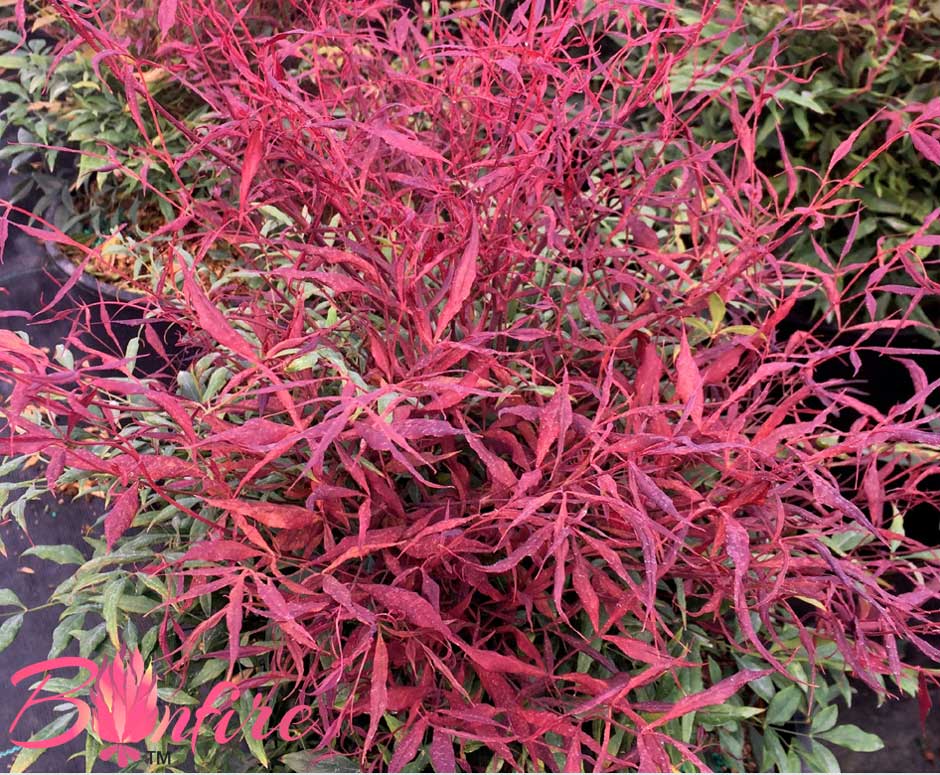 nandina-nansidh6-bonfire-briggs-nursery