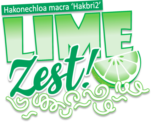 'Hakbri2' Lime Zest™ USPP#36,655