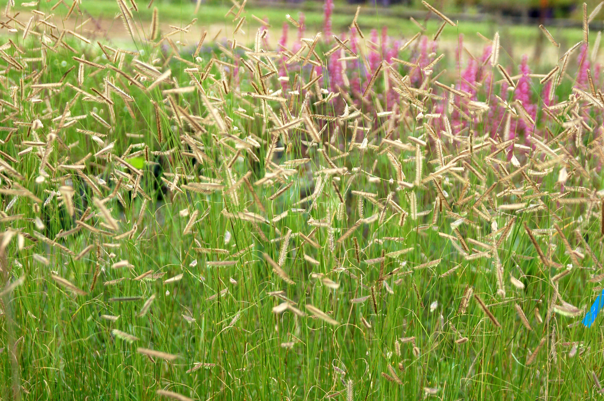 Grass: Bouteloua gracilis ‘Honeycomb’ PP#33,101 | Briggs Nursery